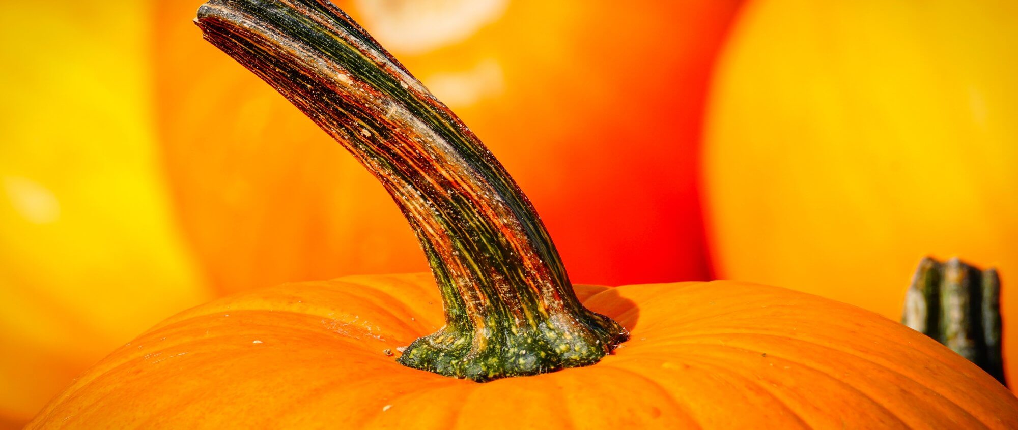 Photo by Susanne Jutzeler from Pexels