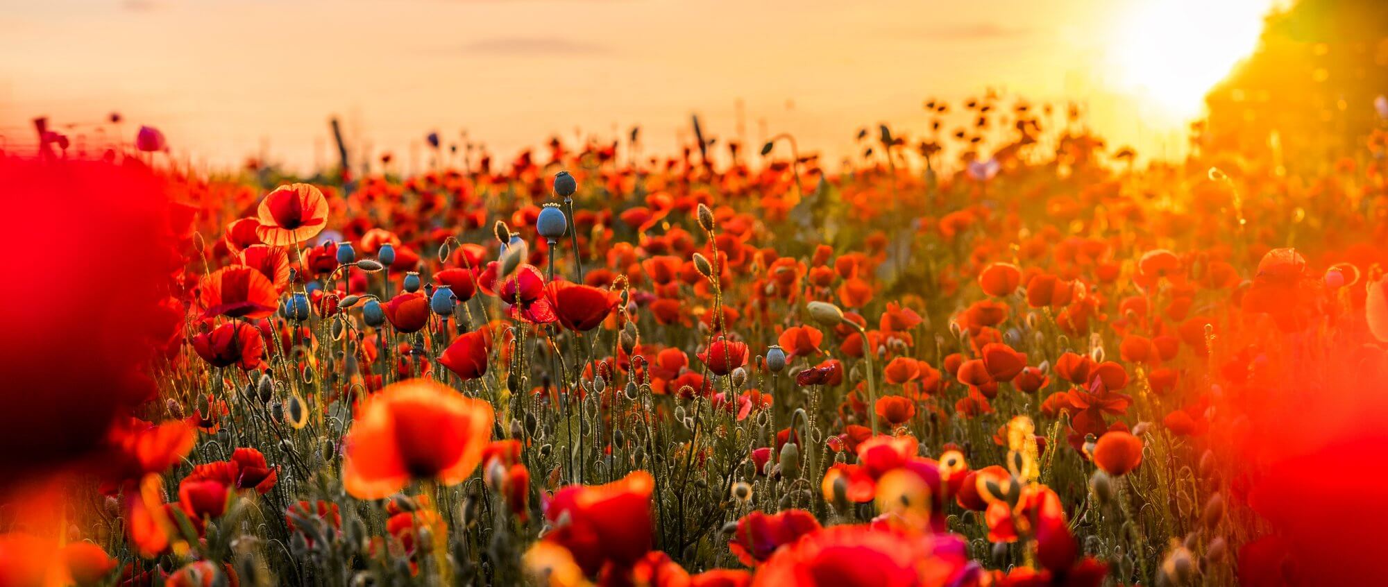 Photo by David Bartus from Pexels (2)