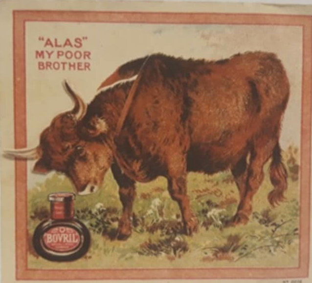 A highland cow looking at a bottle of Bovril. The text says 