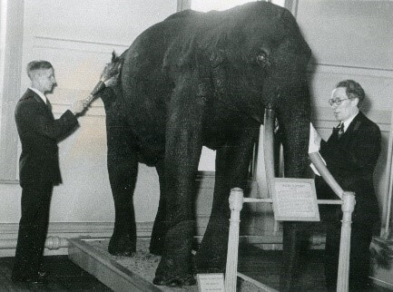 A black and white photograph of two conservators checking the condition of a taxidermy elephant.