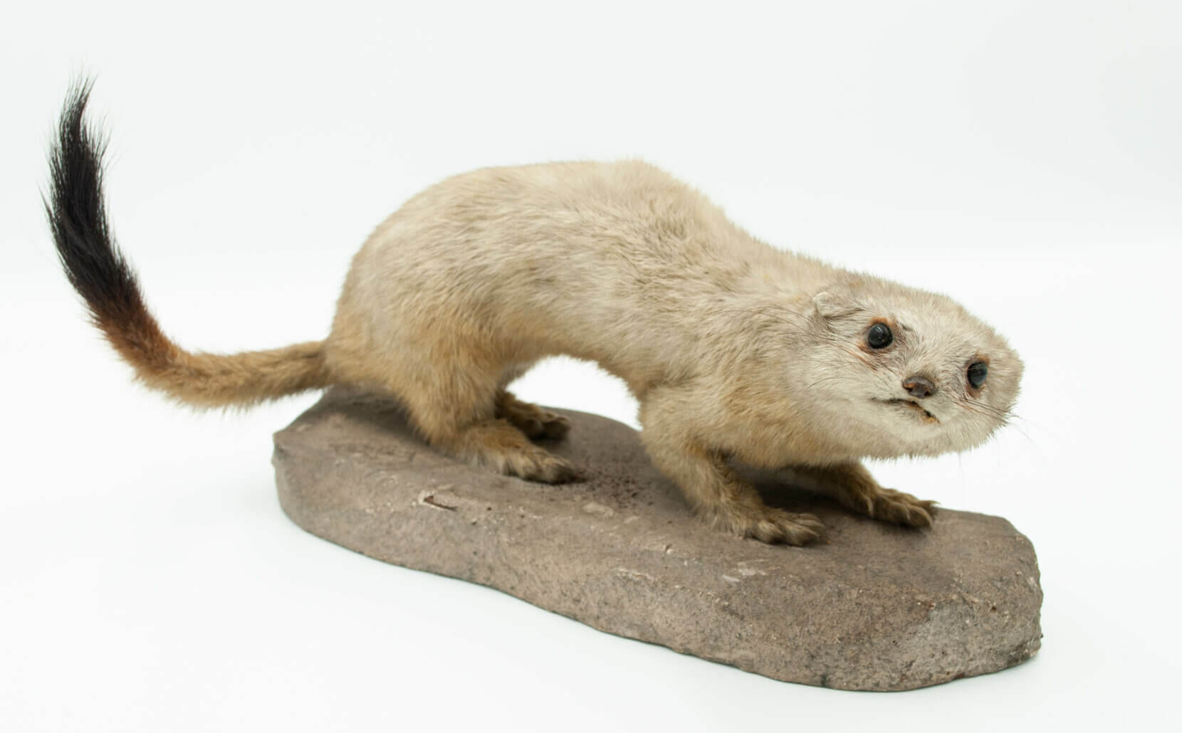 A taxidermy stoat. A long thin animal with white fur.
